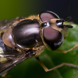 Yusura. Tattoos look amazing in IR.
